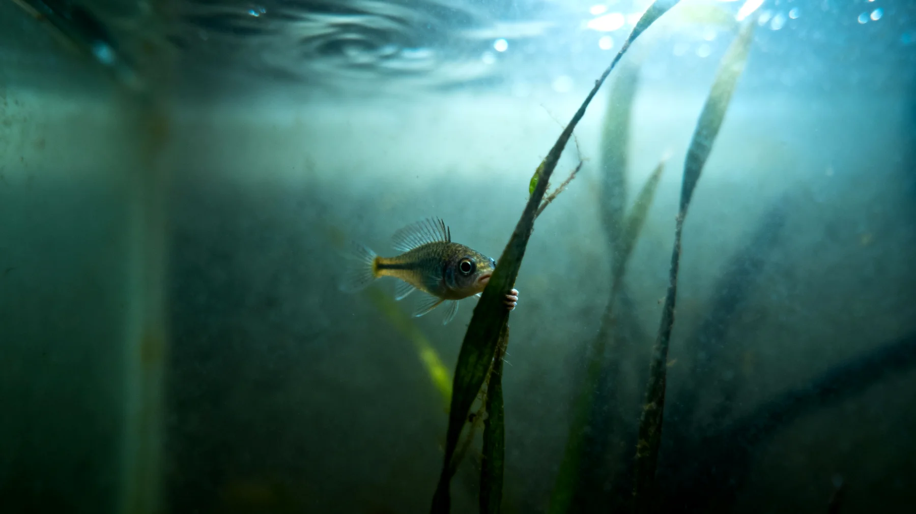 Jungfische erleben erhöhten Stress in den ersten Lebenswochen durch ungeeignete Wasserbedingungen, häufige Wasserwechsel oder das Fehlen von Versteckmöglichkeiten im Aquarium, was ihr Wachstum und ihre Überlebenschancen beeinträchtigt"
