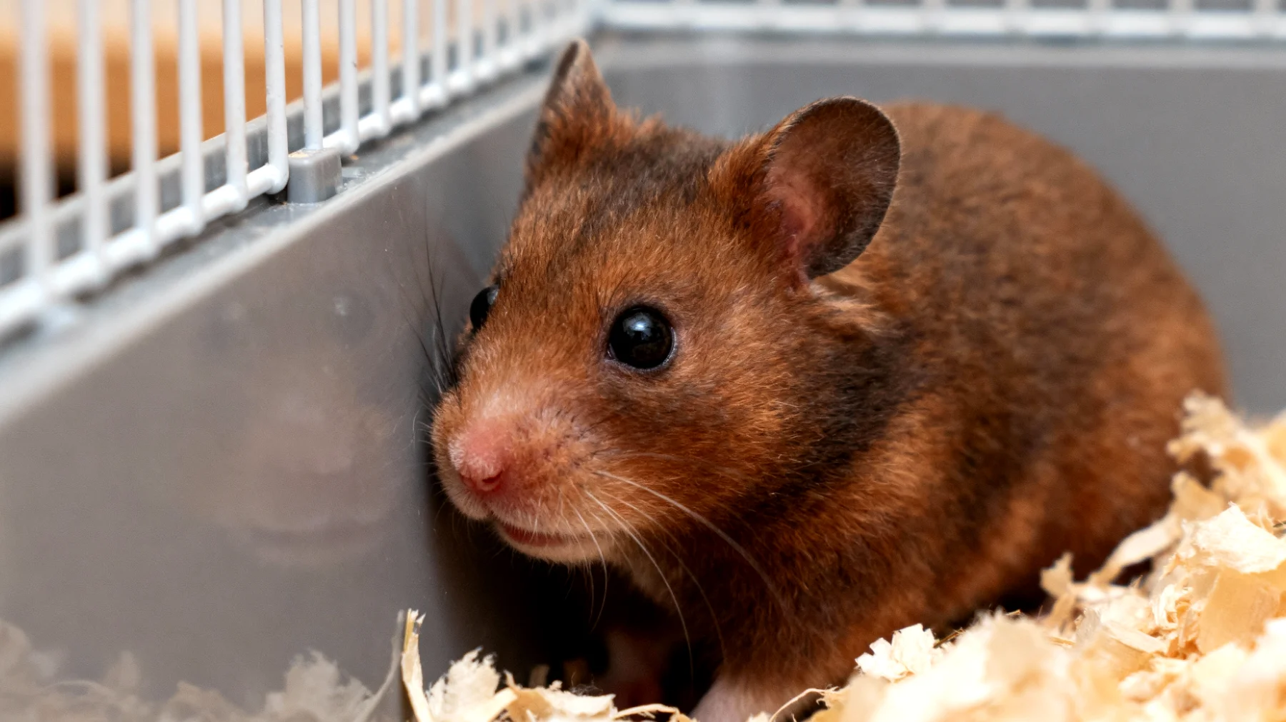 Erwachsener Hamster zeigt Stress und Angst beim ersten Einzug ins neue Zuhause und versteckt sich dauerhaft"